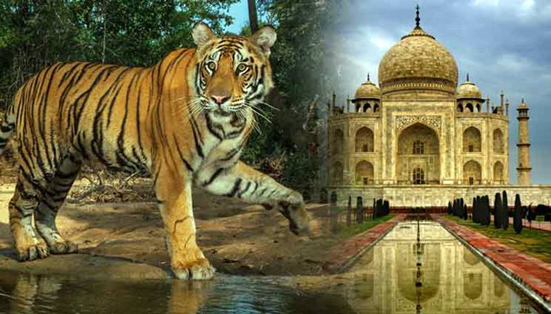 Taj Mahal and Tiger Tour