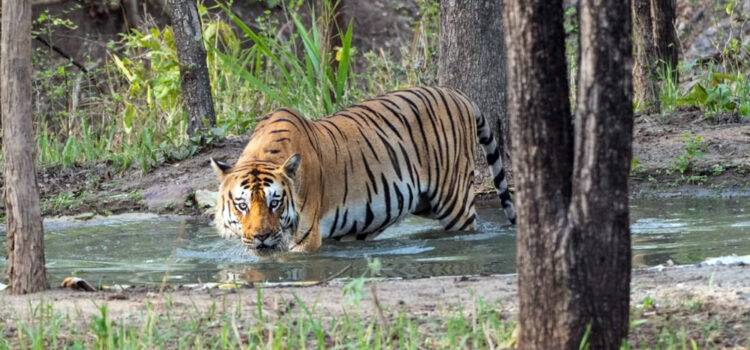 Enjoy The Golden Triangle Tour with Corbett National Park