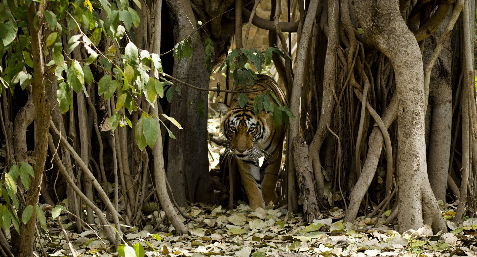 Ranthambore National Park Tiger