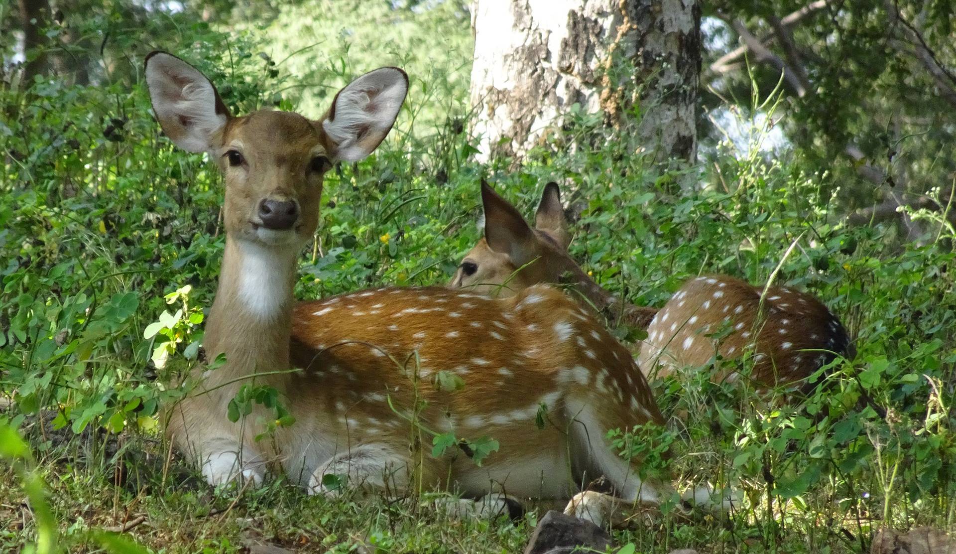 Deer in Ranthambore National Park