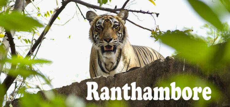 Ranthambore National Park A Paradise For Wildlife Lovers