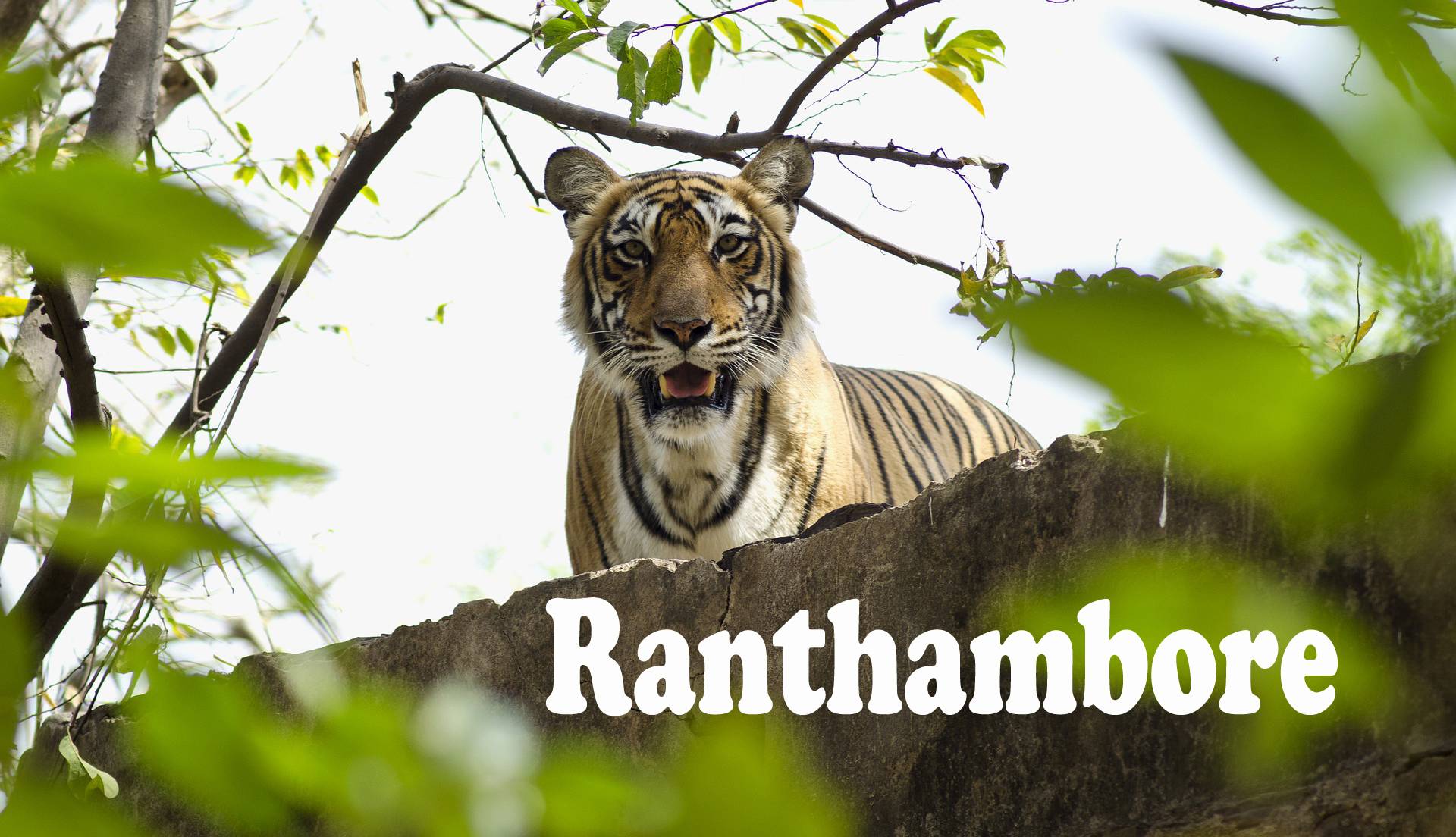 Ranthambore National Park A Paradise For Wildlife Lovers Ranthambore National Park A Paradise For Wildlife Lovers