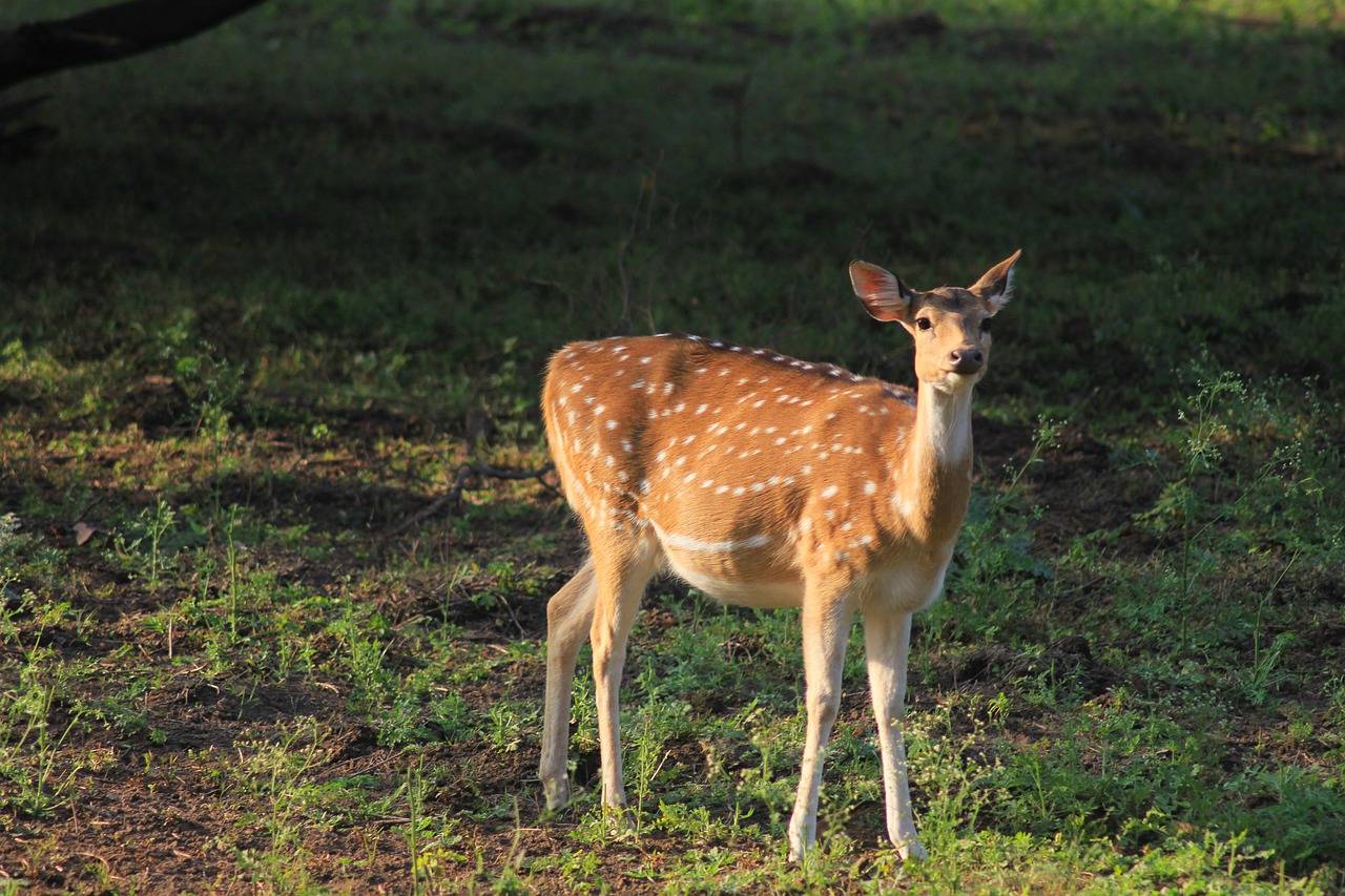Wildlife Sanctuary Mount Abu
