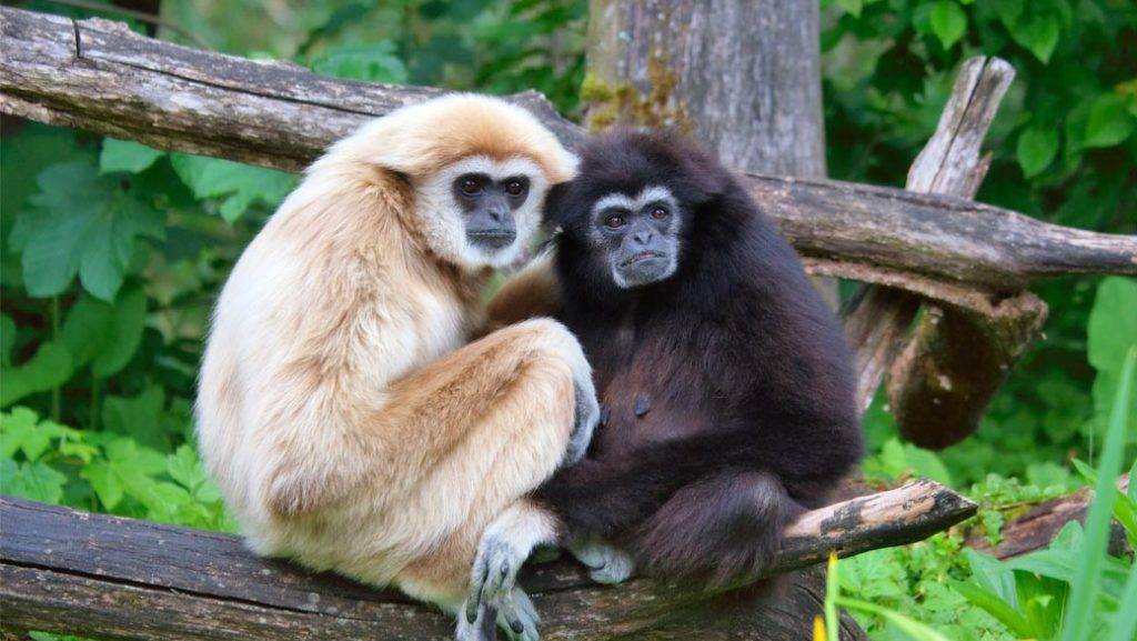 Ntangki National Park, Nagaland